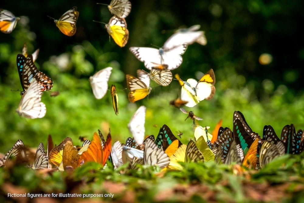 butterfly-watching-kaeng-krachan-phetchaburi