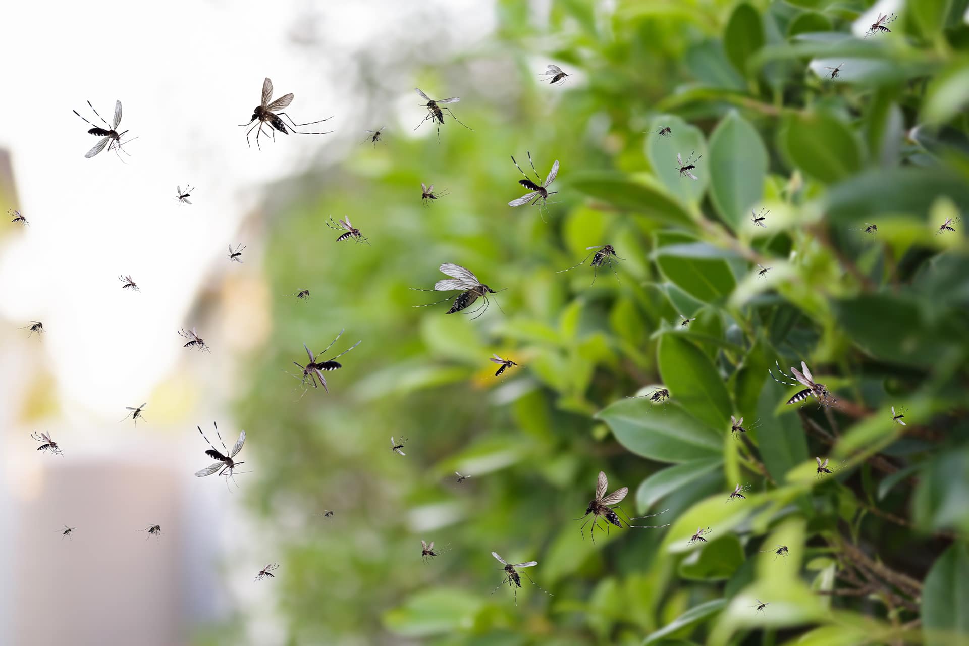 rainy-season-beware-of-mosquito-borne-diseases